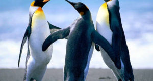 PenguinsB