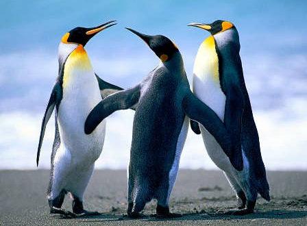 PenguinsB